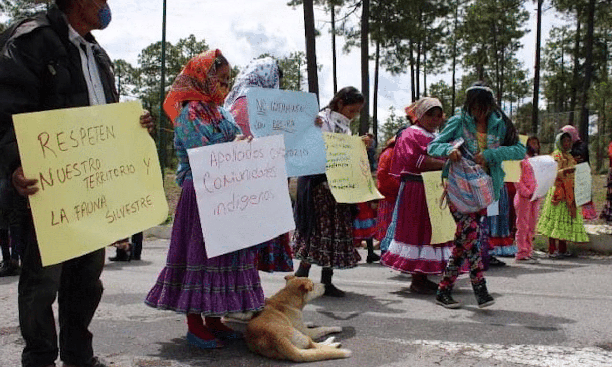 Deforestación en Sierra Tarahumara